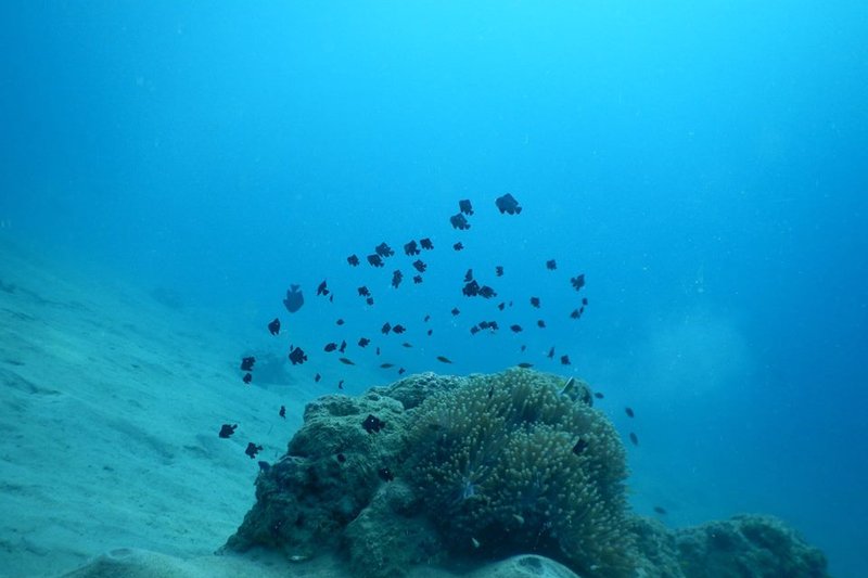 Beqa Lagoon, Fiji 2028